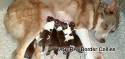 Goldie x Ray newborns 